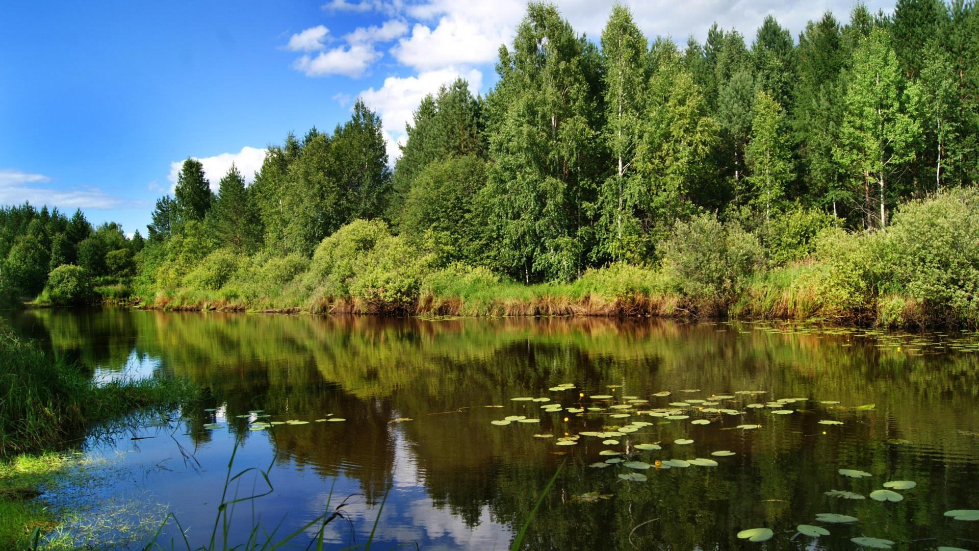 Grüne Bäume am See Unter Blauem Himmel Tagsüber. Wallpaper in 1920x1080 Resolution