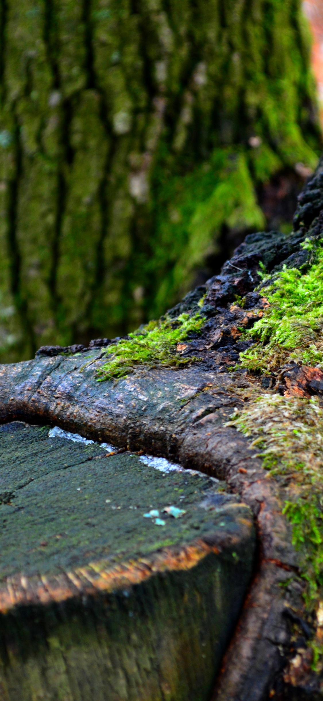 Brown Tree Trunk With Green Moss. Wallpaper in 1125x2436 Resolution