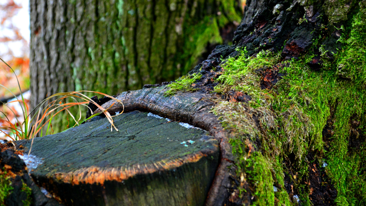 Brown Tree Trunk With Green Moss. Wallpaper in 1280x720 Resolution