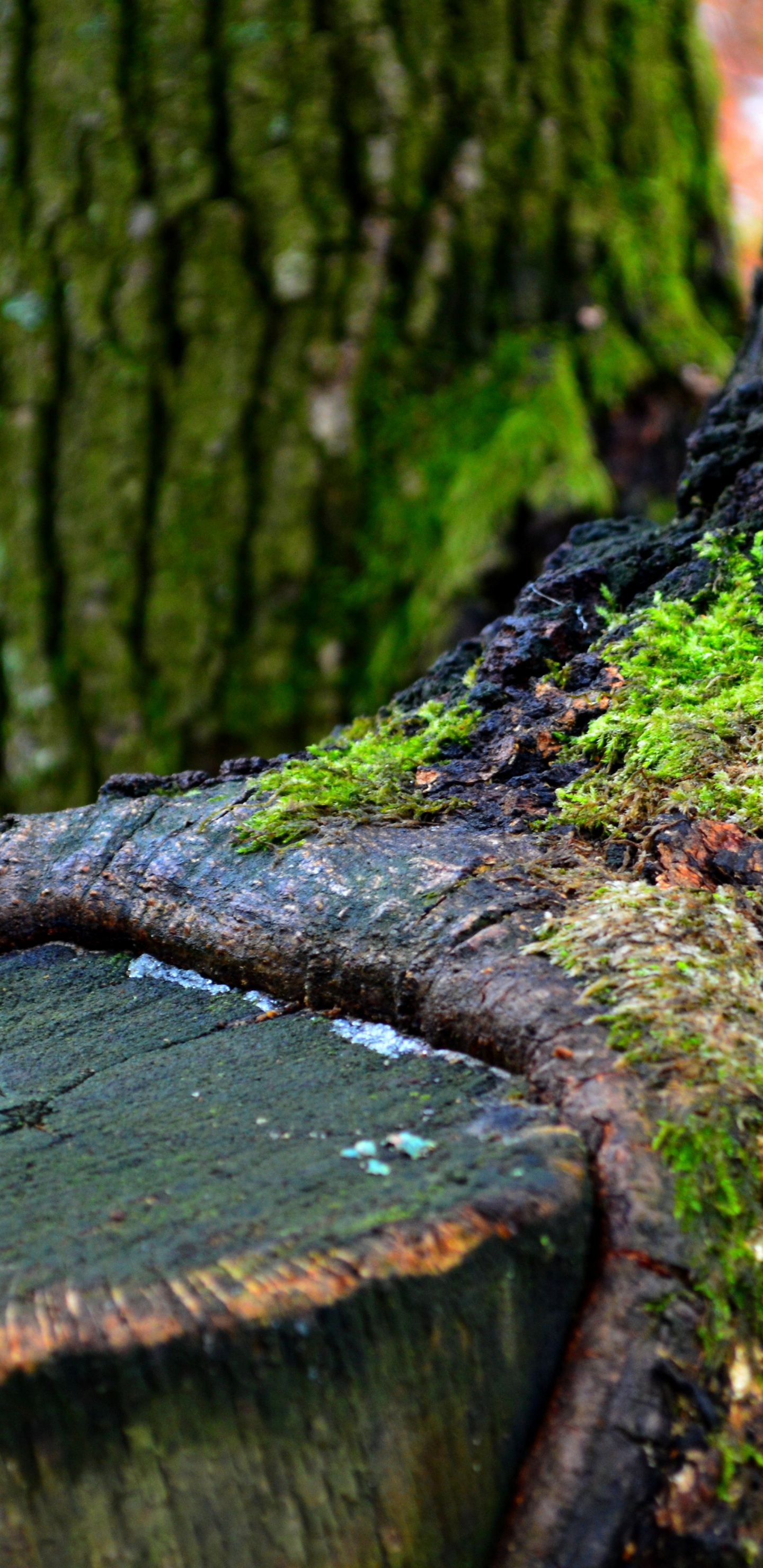 Brown Tree Trunk With Green Moss. Wallpaper in 1440x2960 Resolution