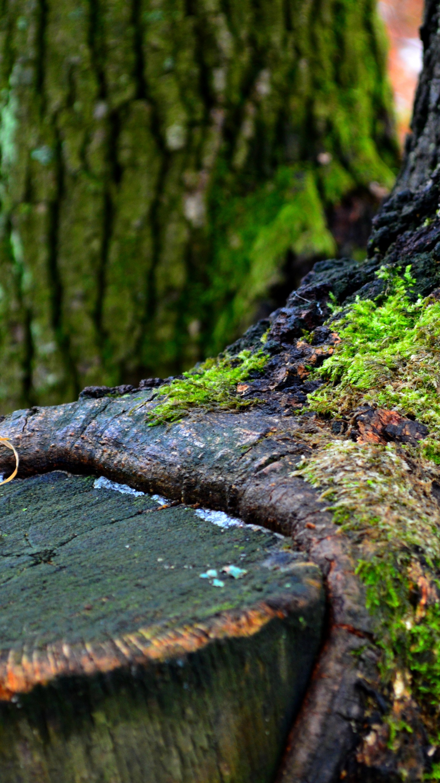 Tronc D'arbre Brun Avec de la Mousse Verte. Wallpaper in 1440x2560 Resolution