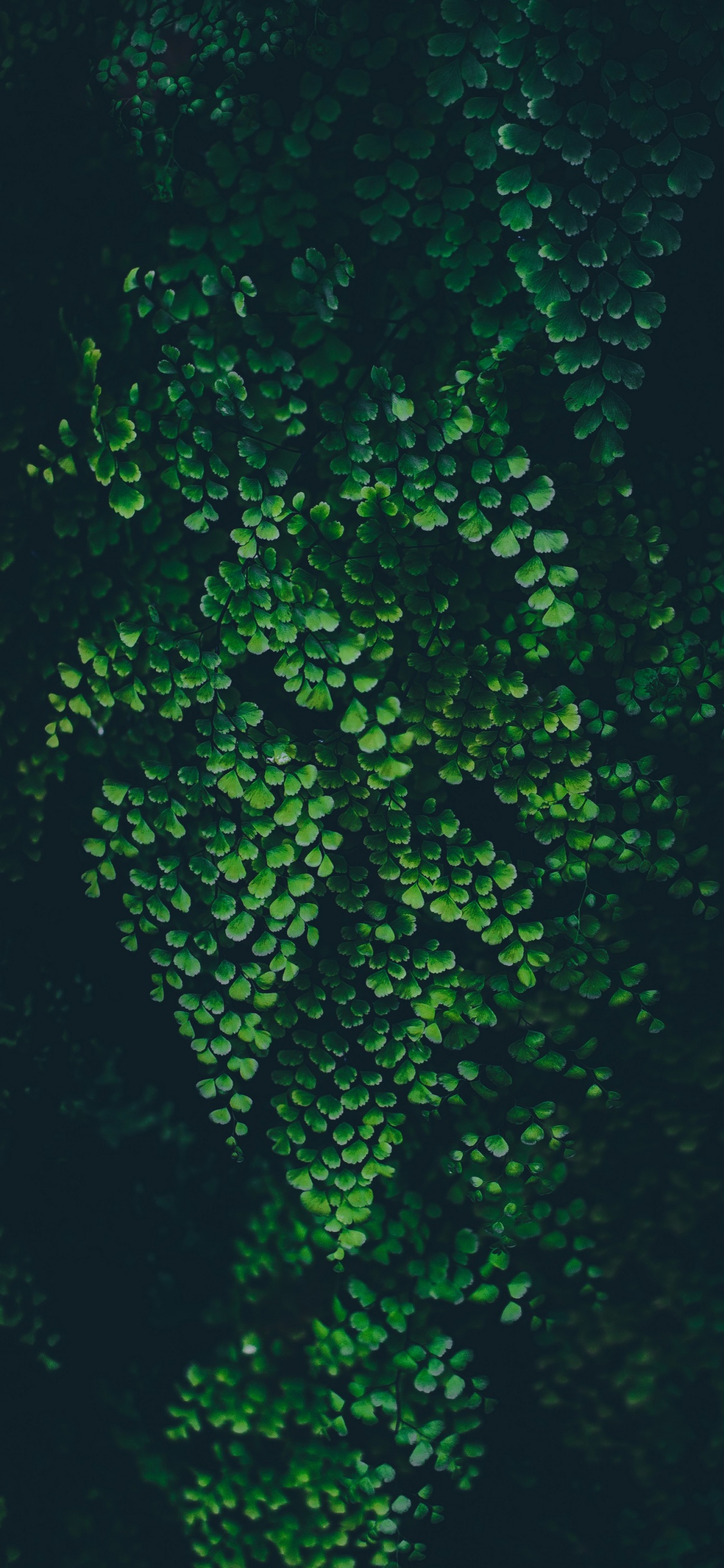 Feuille, Nature, Liquid, Plante Terrestre, Sous-marin. Wallpaper in 1125x2436 Resolution