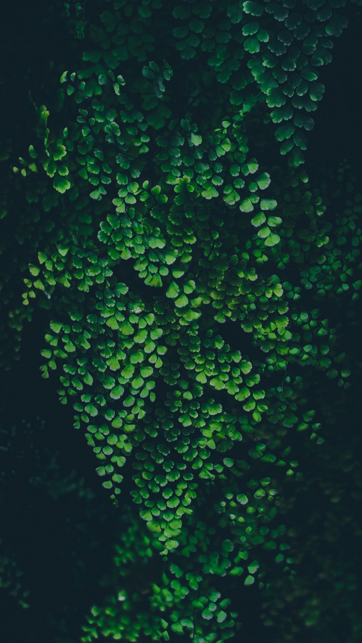 Feuille, Nature, Liquid, Plante Terrestre, Sous-marin. Wallpaper in 720x1280 Resolution