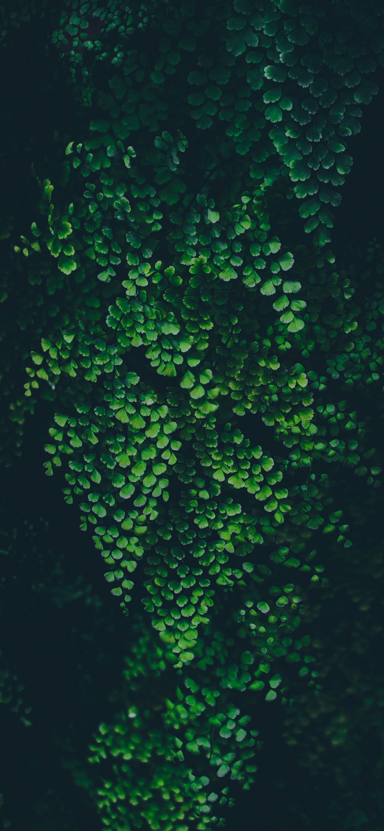 Naturaleza, Planta Terrestre, Submarino, Patrón, Planta Anual. Wallpaper in 1242x2688 Resolution