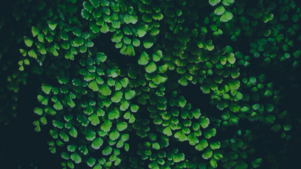 Naturaleza, Planta Terrestre, Submarino, Patrón, Planta Anual. Wallpaper in 1280x720 Resolution