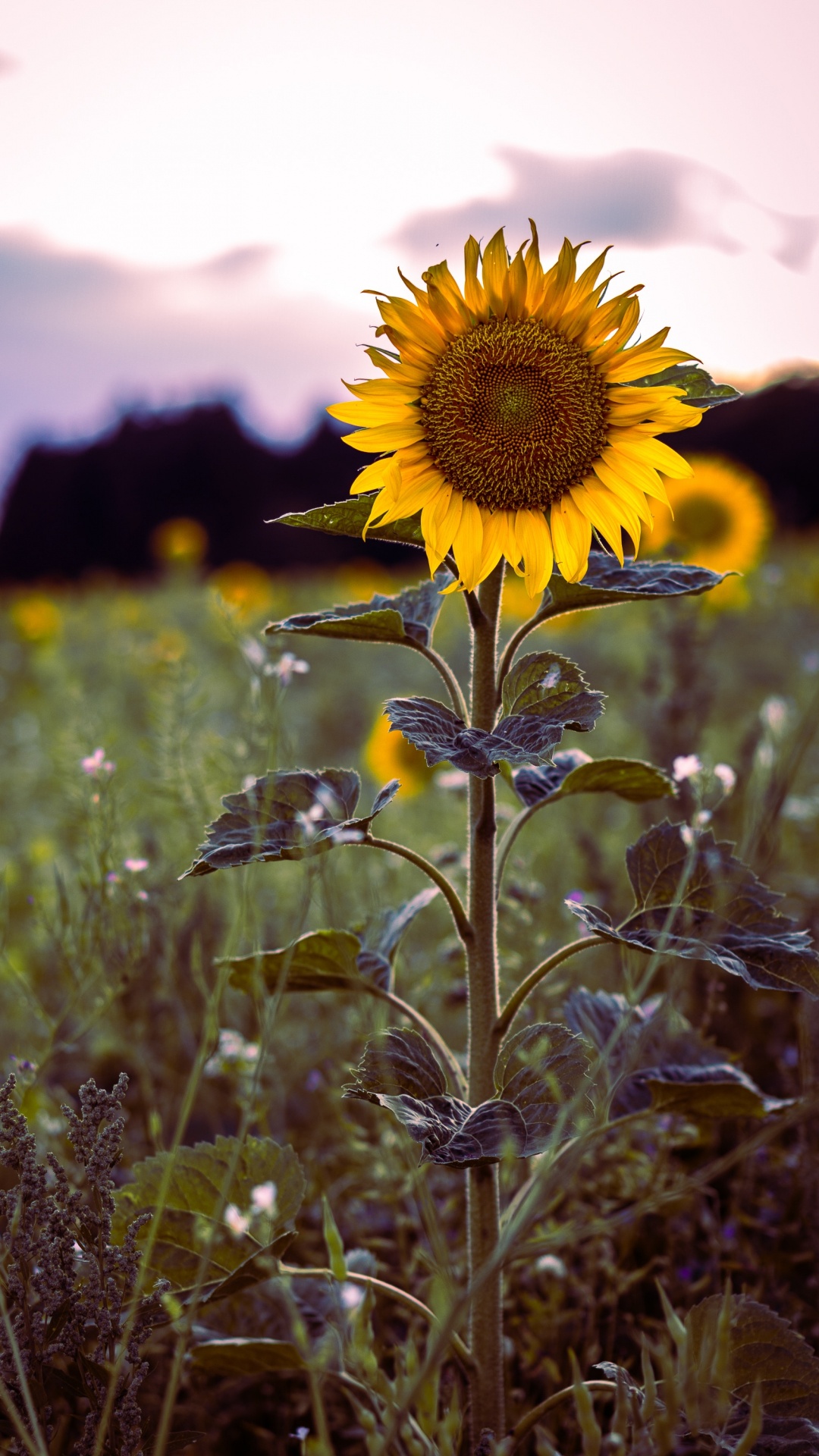 Girasol Amarillo en Flor Durante el Día. Wallpaper in 1080x1920 Resolution
