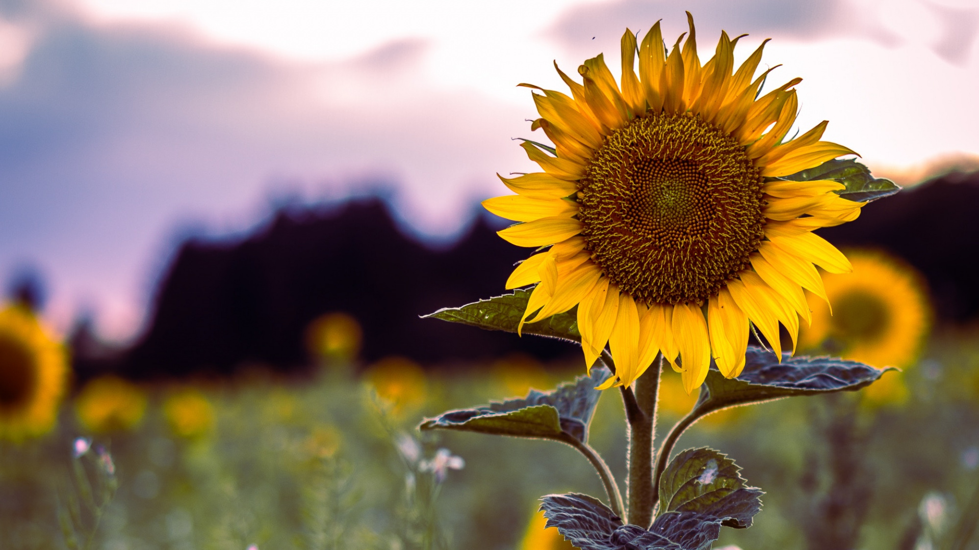 Girasol Amarillo en Flor Durante el Día. Wallpaper in 1920x1080 Resolution