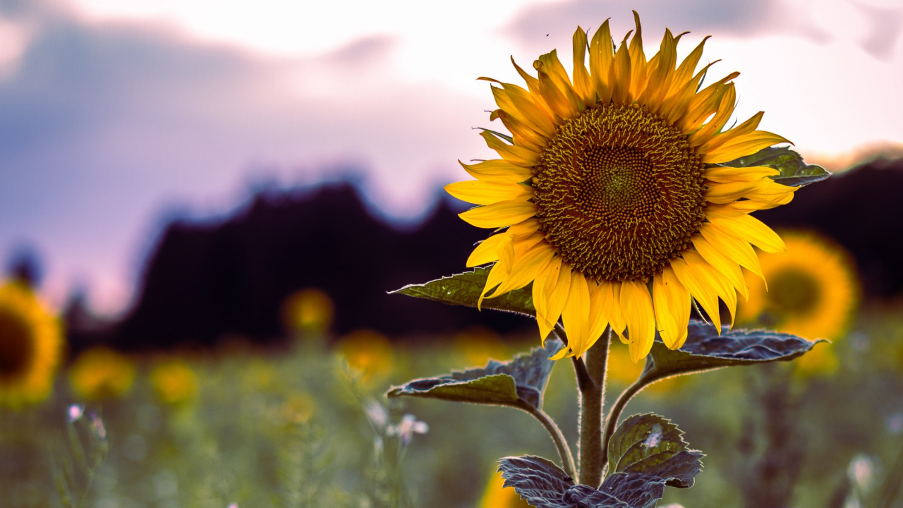 Tagsüber Blüht Gelbe Sonnenblumeflower. Wallpaper in 1280x720 Resolution