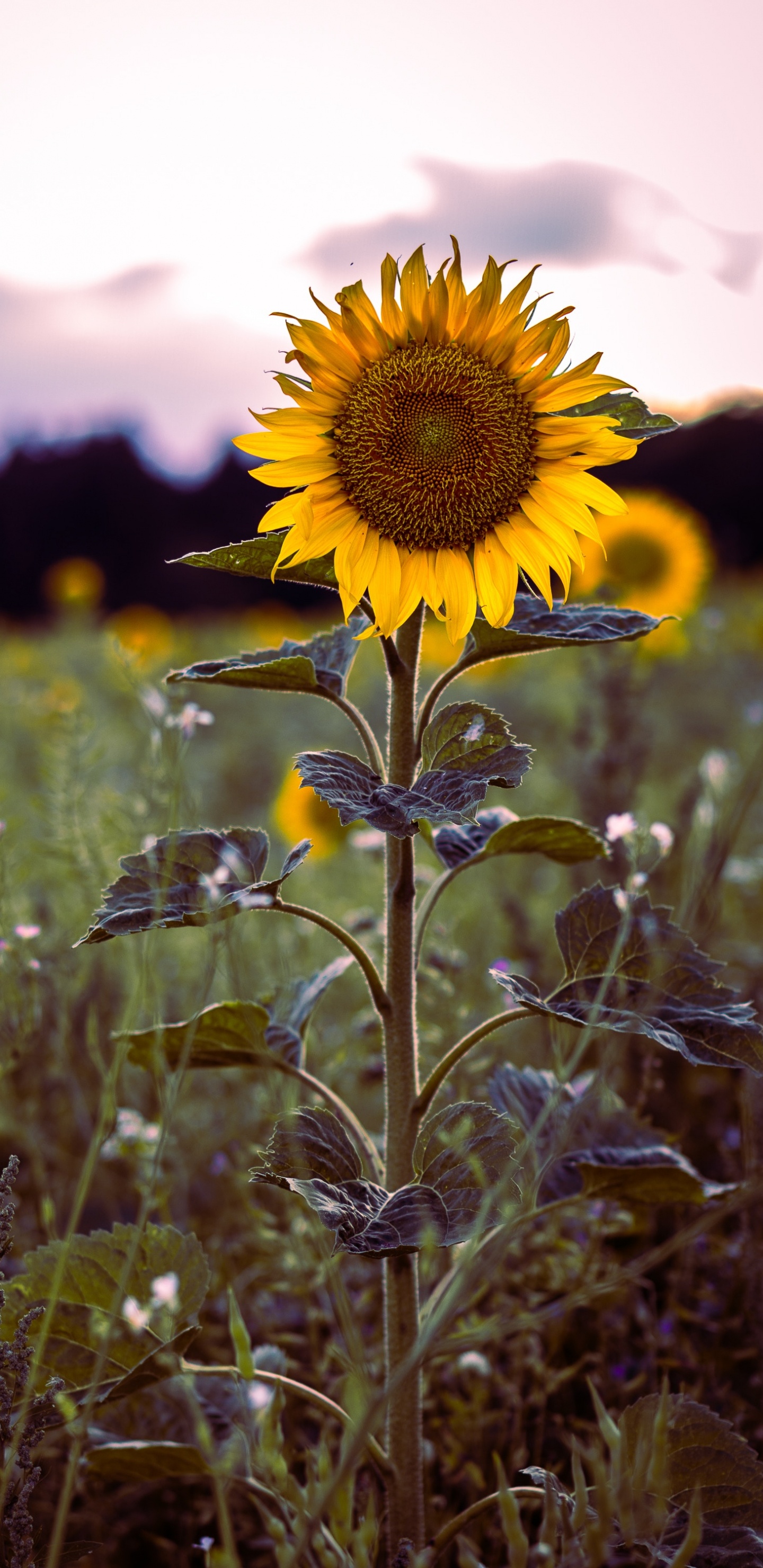 Tagsüber Blüht Gelbe Sonnenblumeflower. Wallpaper in 1440x2960 Resolution