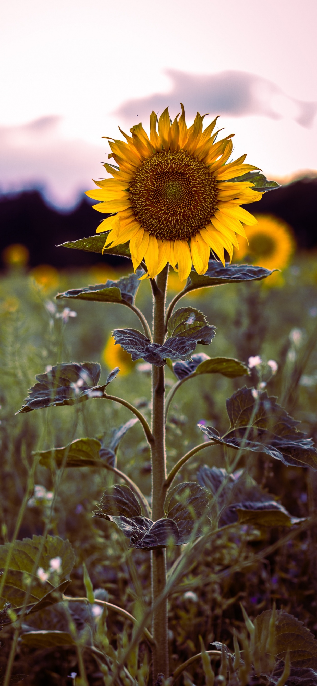 Yellow Sunflower in Bloom During Daytime. Wallpaper in 1242x2688 Resolution