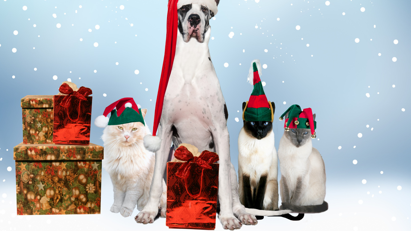 Cat, Dog Breed, Christmas, Dog Grooming, Christmas Decoration. Wallpaper in 1366x768 Resolution