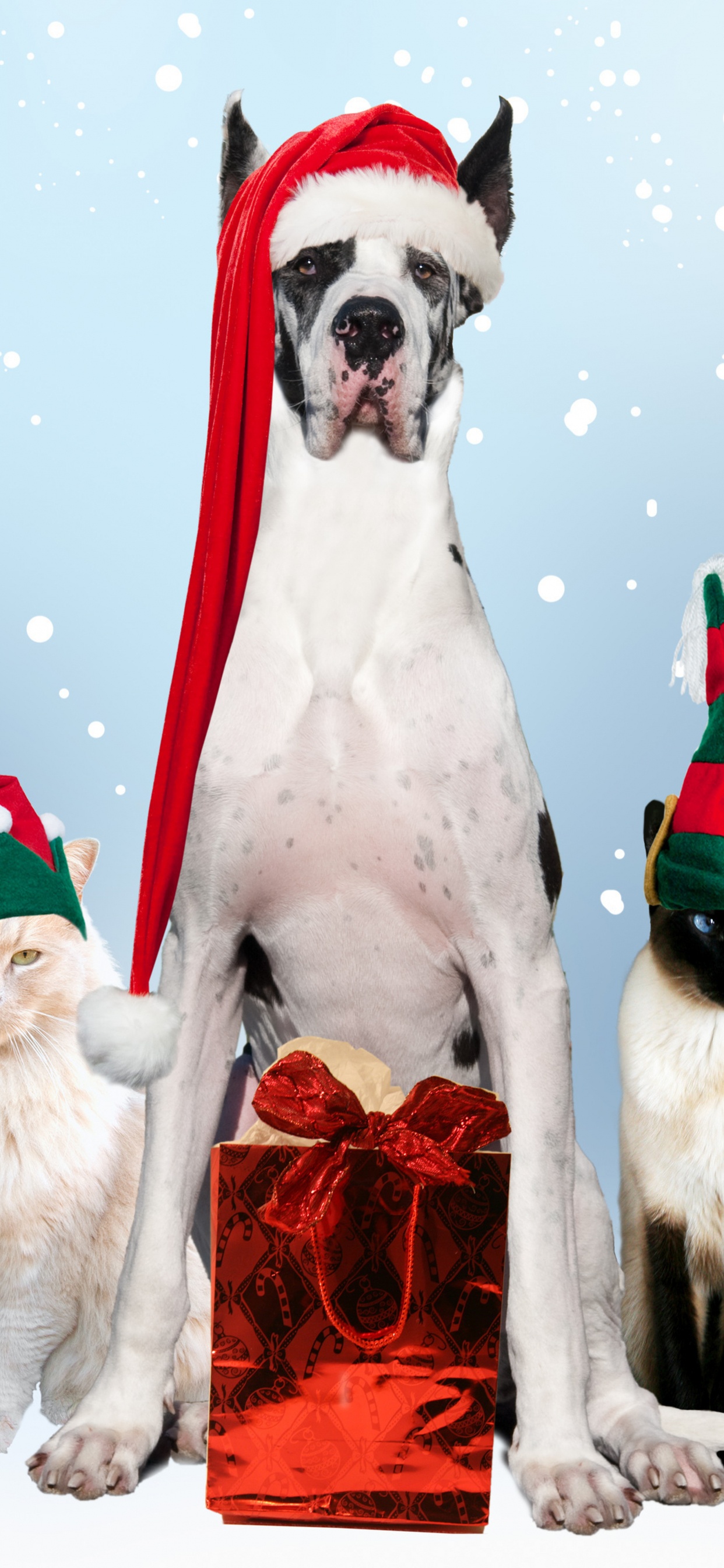 Gato, Raza de Perro, Navidad, Preparación Del Perro, Decoración de la Navidad. Wallpaper in 1242x2688 Resolution