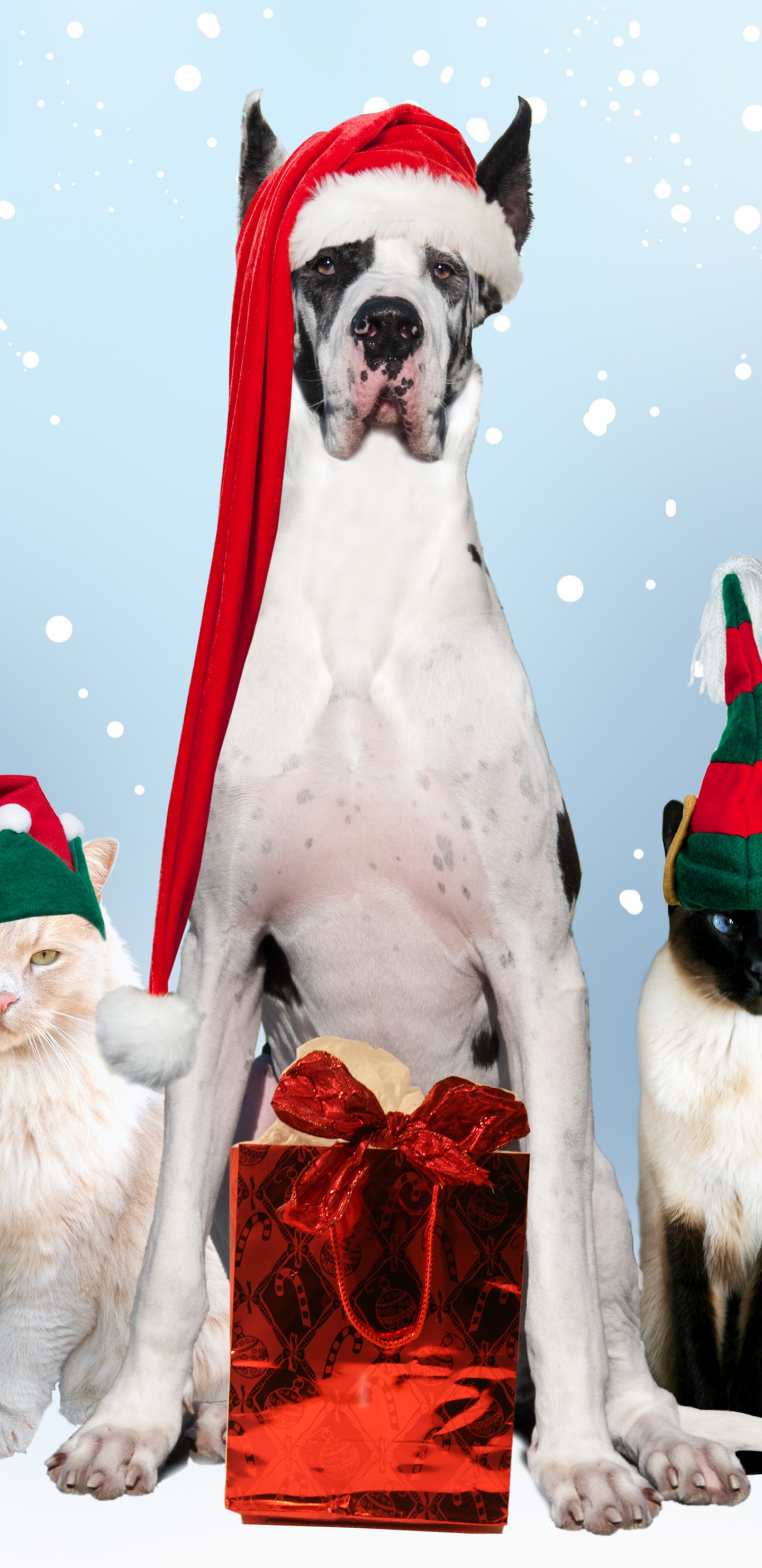 Gato, Raza de Perro, Navidad, Preparación Del Perro, Decoración de la Navidad. Wallpaper in 1440x2960 Resolution