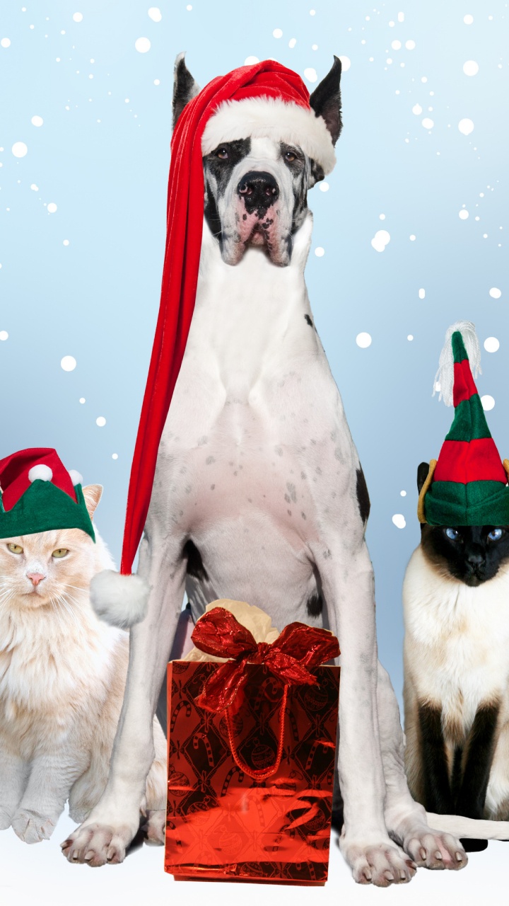 Gato, Raza de Perro, Navidad, Preparación Del Perro, Decoración de la Navidad. Wallpaper in 720x1280 Resolution