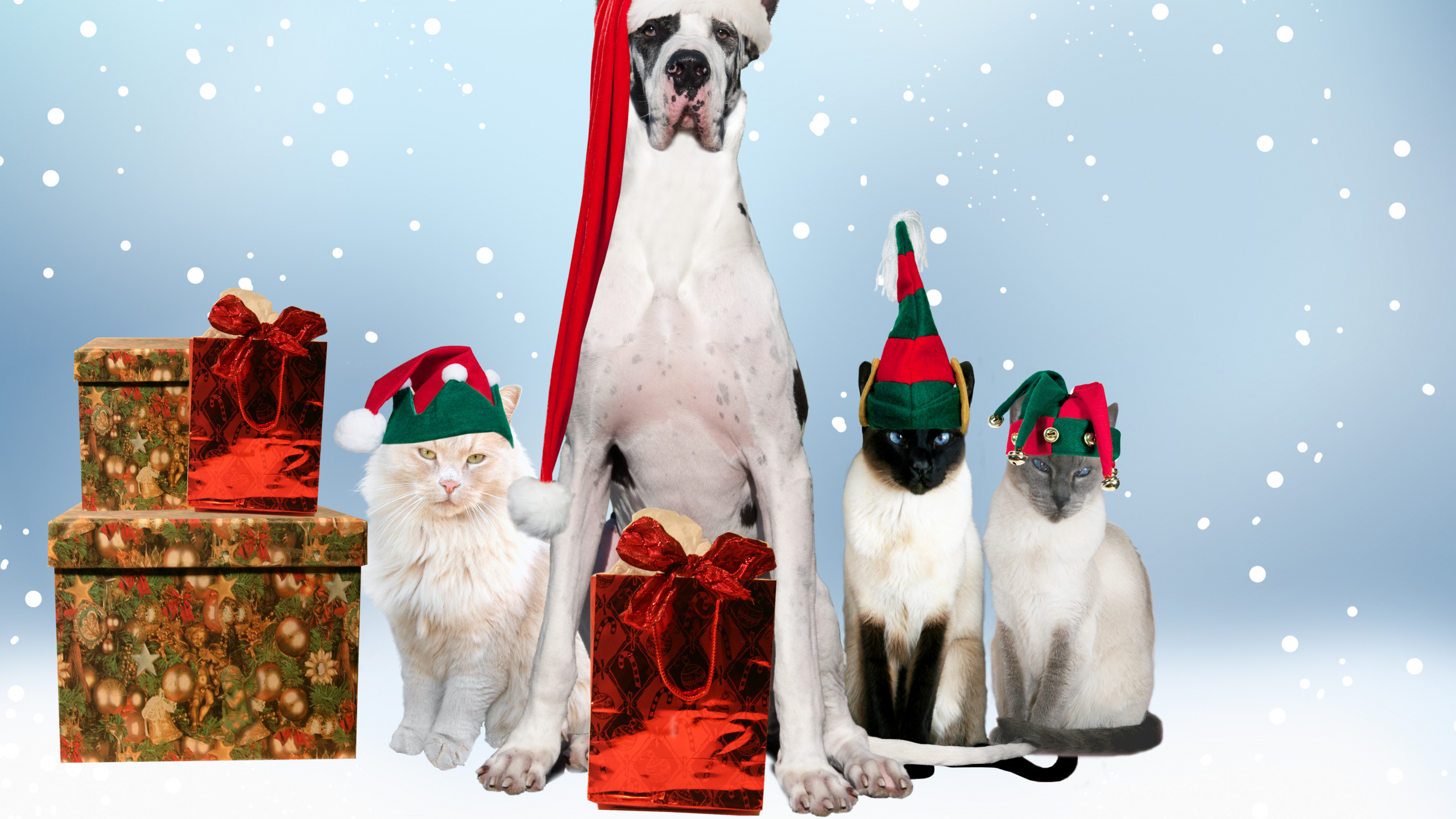 Katze, Hunderasse, Dog Grooming, Weihnachtsdekoration, Welpe. Wallpaper in 2560x1440 Resolution