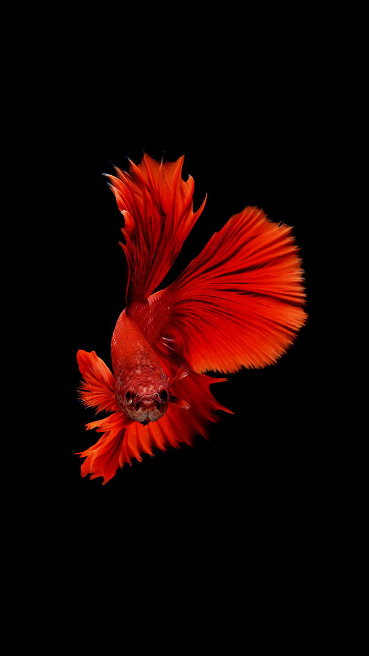 Hibisco Naranja en Flor Cerrar Foto. Wallpaper in 750x1334 Resolution