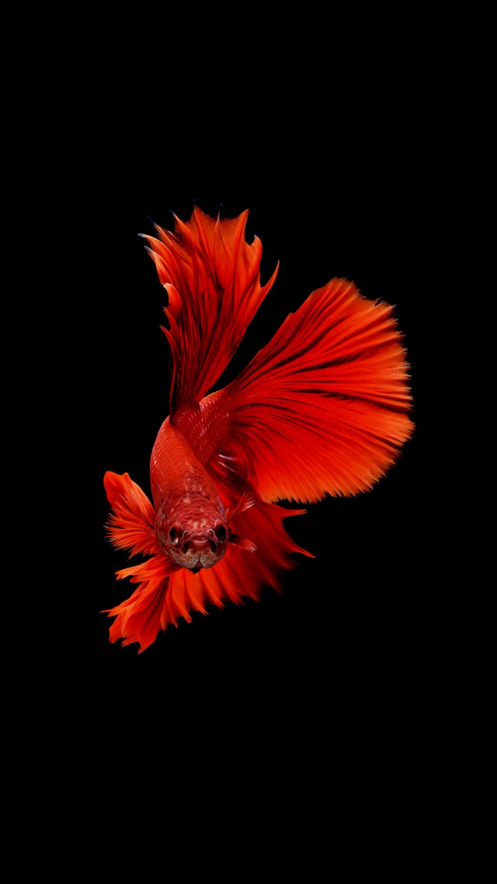 Orange Hibiscus in Bloom Close up Photo. Wallpaper in 720x1280 Resolution