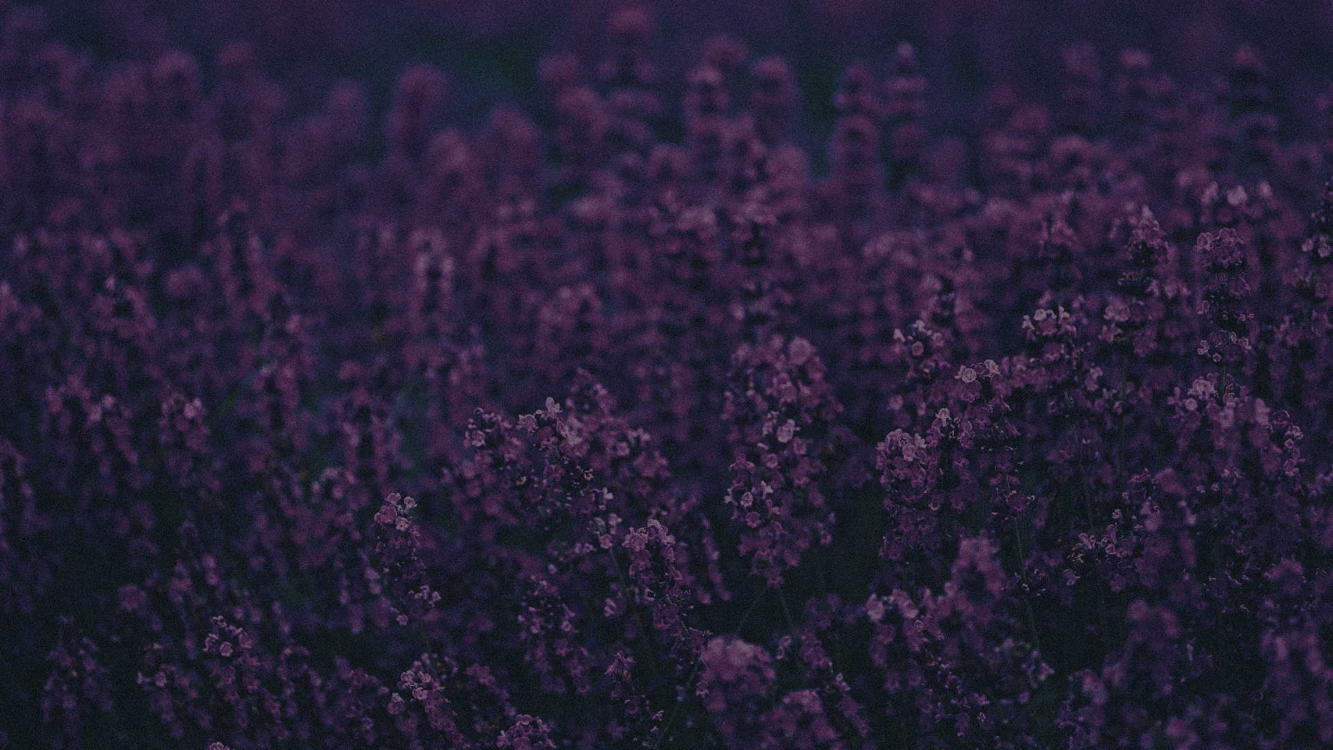 紫罗兰色, 紫色的, 黑色的, 淡紫色的, 粉红色 壁纸 1920x1080 允许