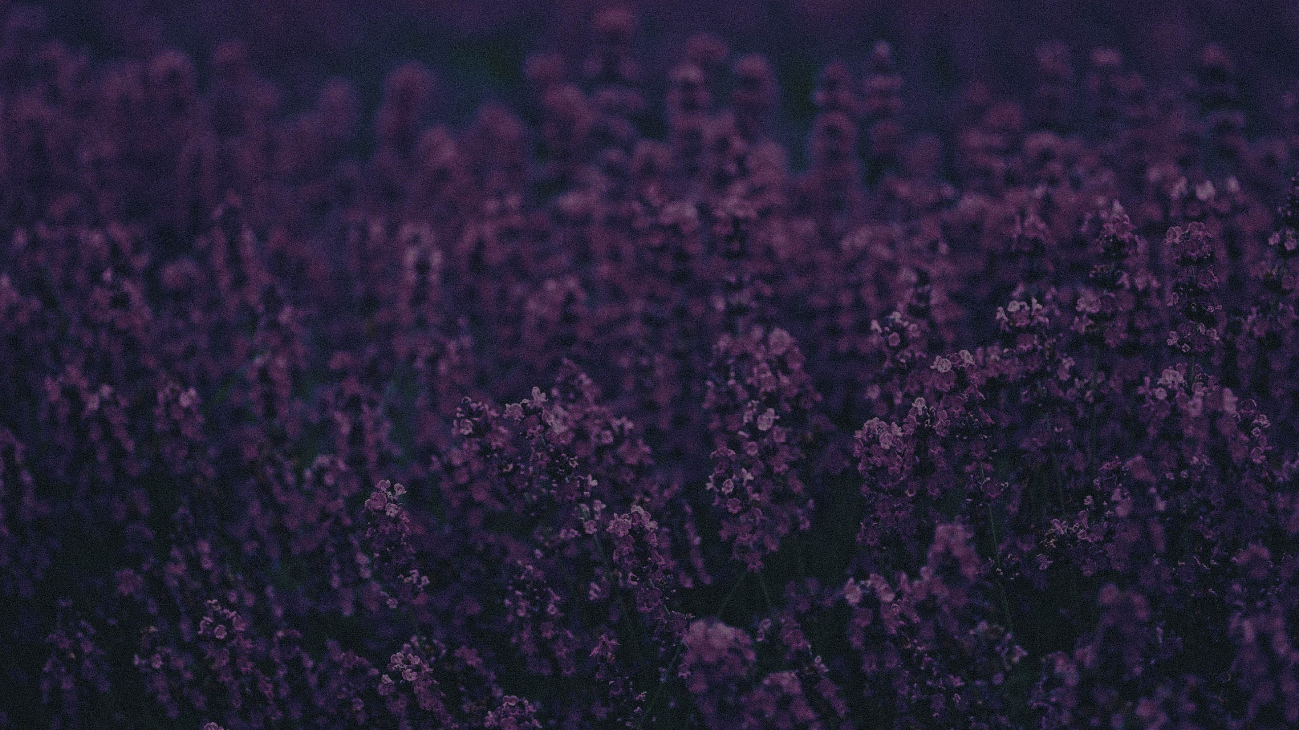 Tagsüber Braunes Blumenfeld. Wallpaper in 2560x1440 Resolution