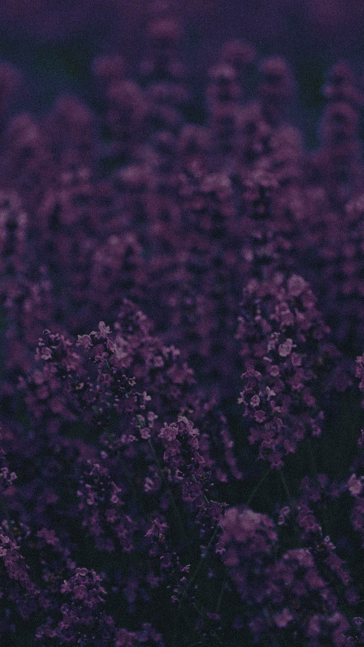 Tagsüber Braunes Blumenfeld. Wallpaper in 750x1334 Resolution