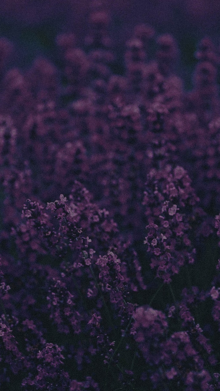 Champ de Fleurs Brunes Pendant la Journée. Wallpaper in 720x1280 Resolution