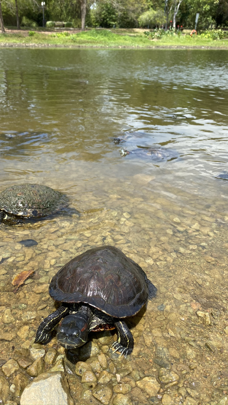 Tortoise, Common Snapping Turtle, Pond Turtles, Turtles, Nature. Wallpaper in 750x1334 Resolution