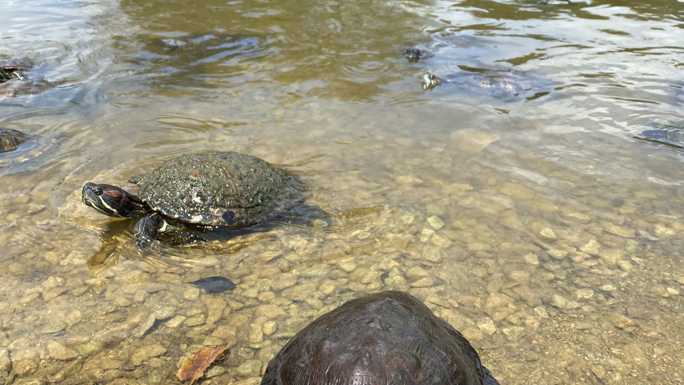 Tortue Serpentine Commune, Tortues D'étang, Nature, Les Ressources en Eau, Tortue. Wallpaper in 1366x768 Resolution