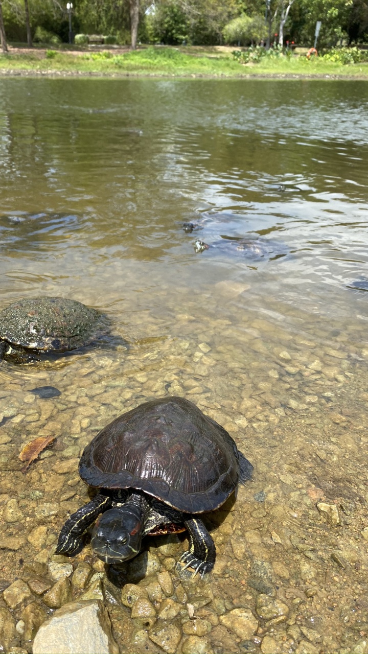 Tortue Serpentine Commune, Tortues D'étang, Nature, Les Ressources en Eau, Tortue. Wallpaper in 720x1280 Resolution