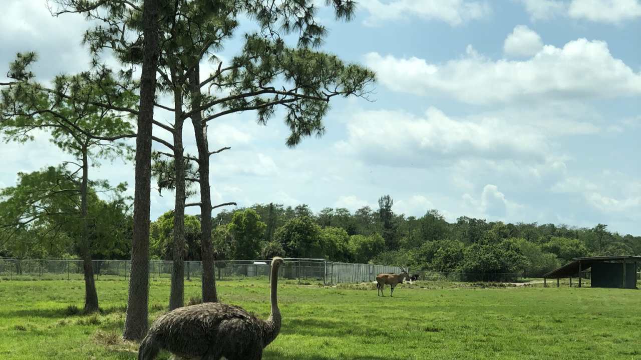 Grassland, Common Ostrich, Emu, Ecoregion, Grasses. Wallpaper in 1280x720 Resolution
