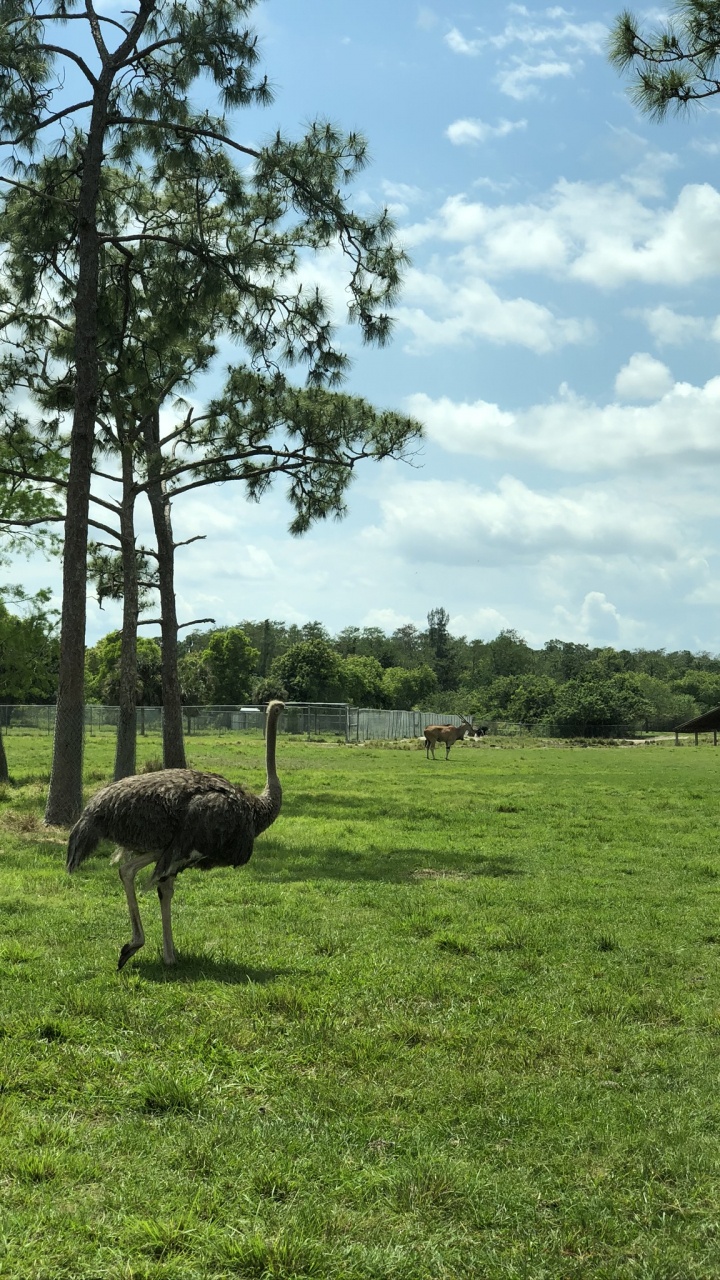 Grassland, Common Ostrich, Emu, Ecoregion, Grasses. Wallpaper in 720x1280 Resolution