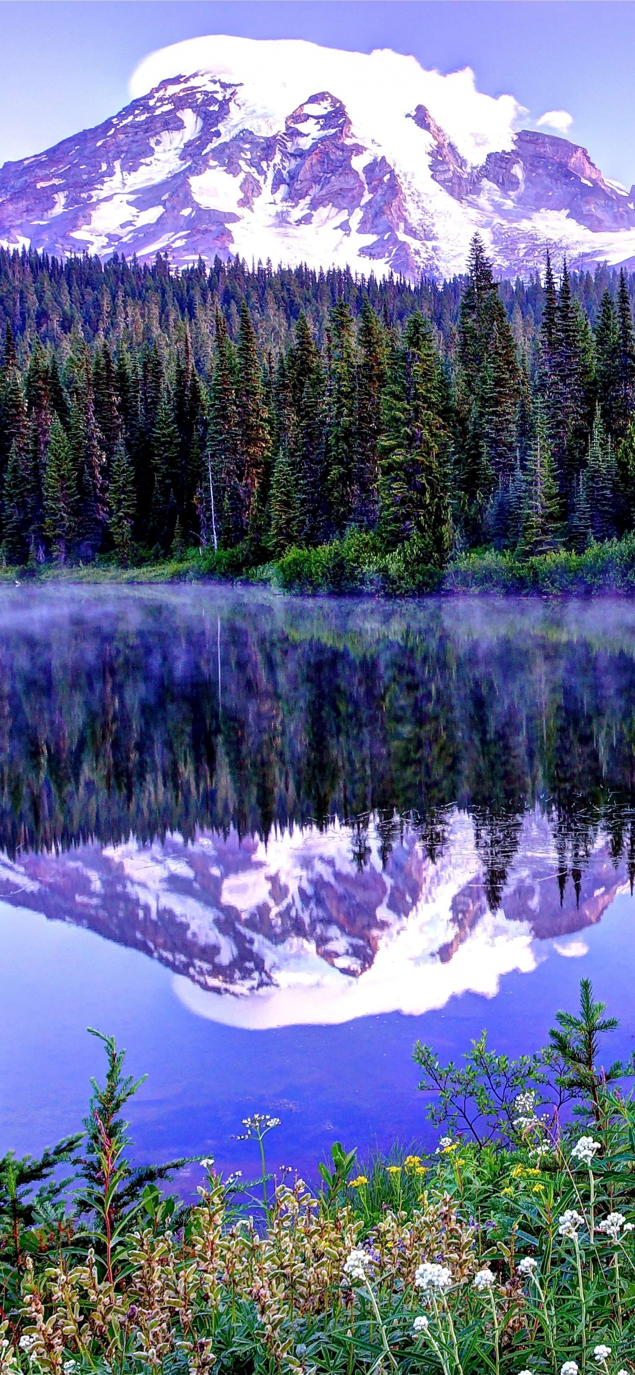 Pinos Verdes Cerca Del Lago Durante el Día. Wallpaper in 1242x2688 Resolution