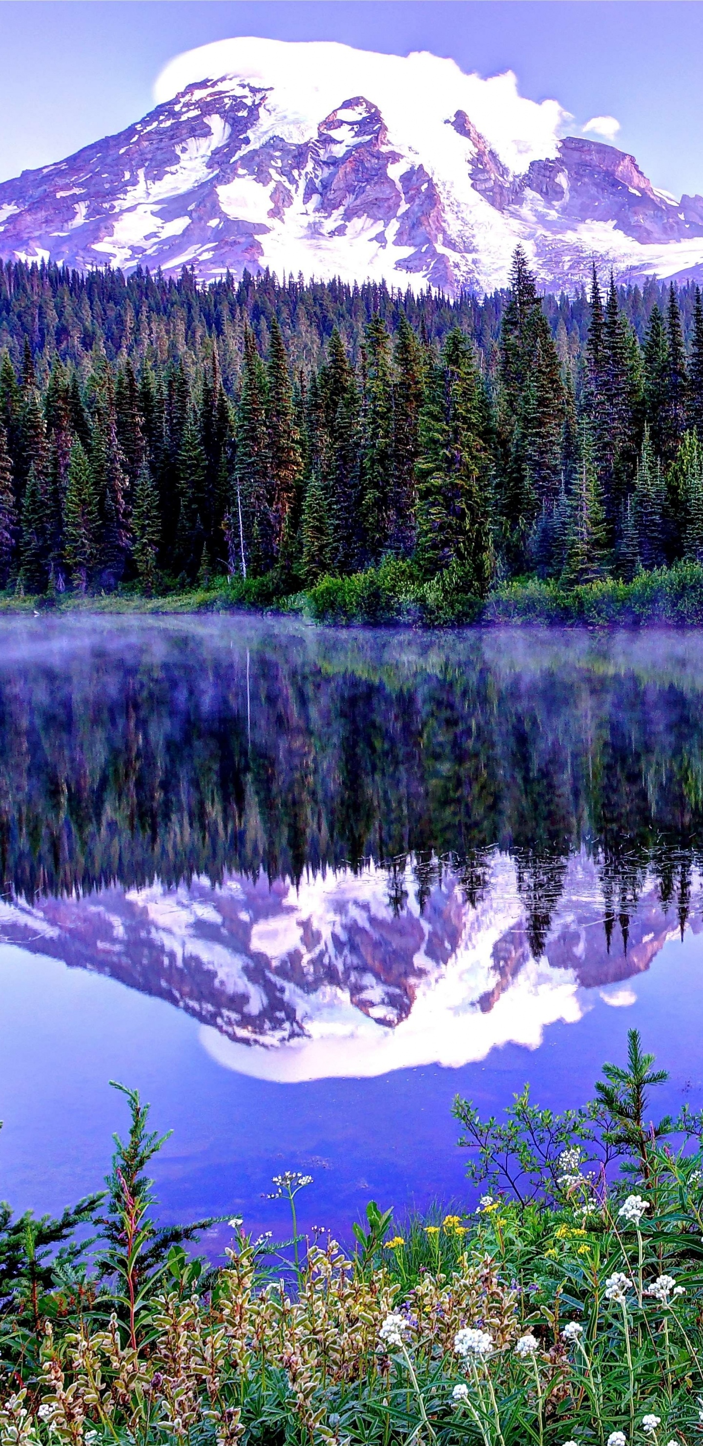 Tagsüber Grüne Pinien in Der Nähe Des Sees. Wallpaper in 1440x2960 Resolution