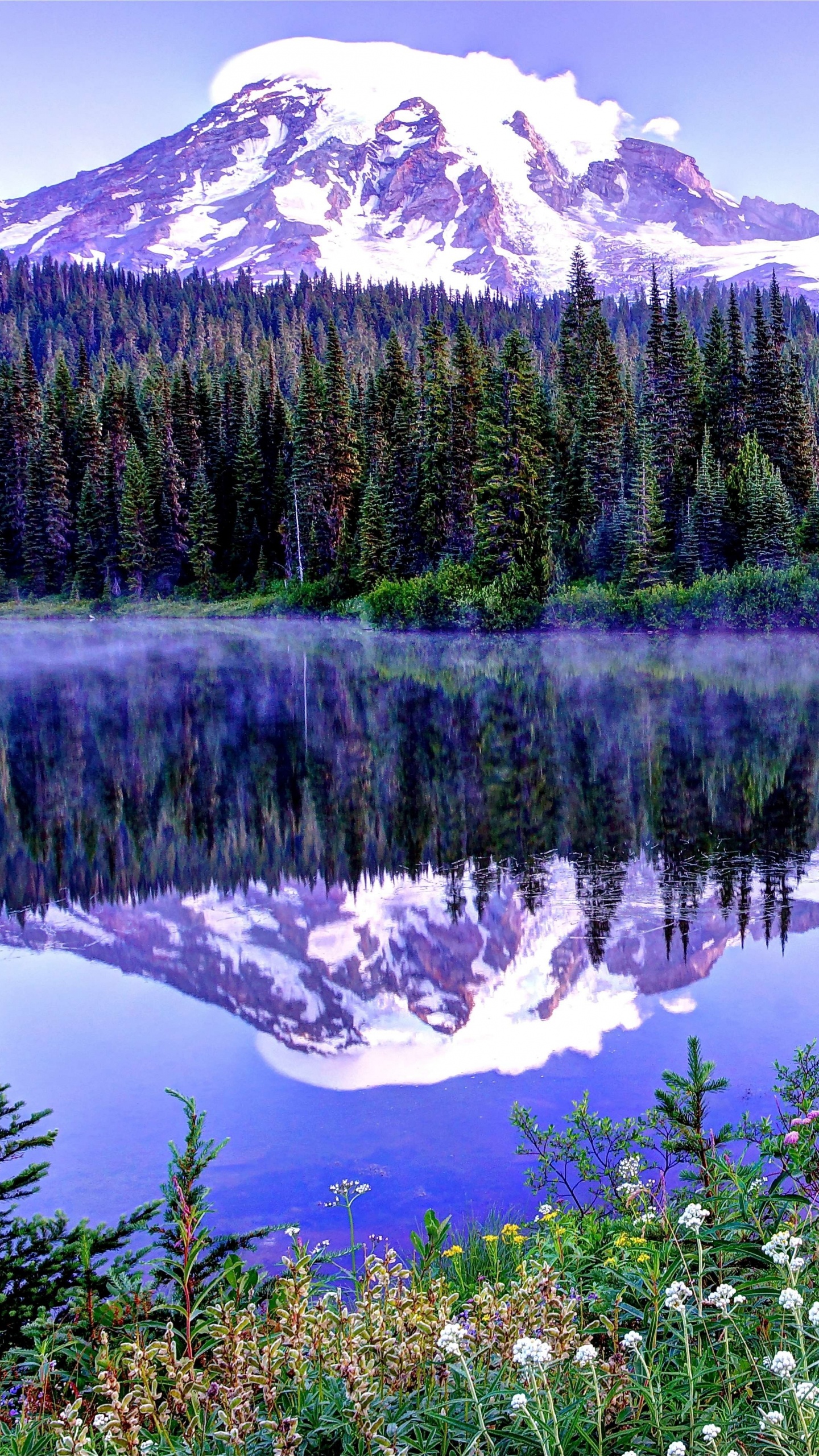 Green Pine Trees Near Lake During Daytime. Wallpaper in 1440x2560 Resolution