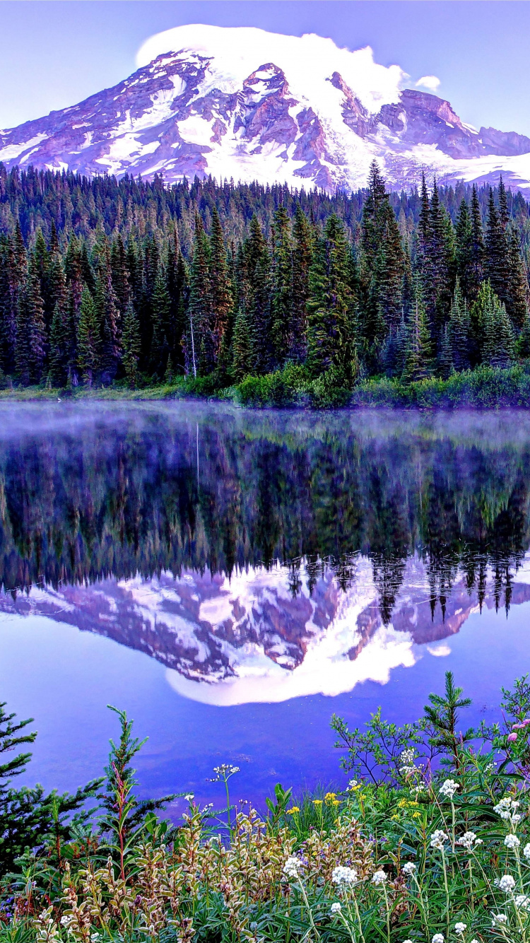 Green Pine Trees Near Lake During Daytime. Wallpaper in 750x1334 Resolution