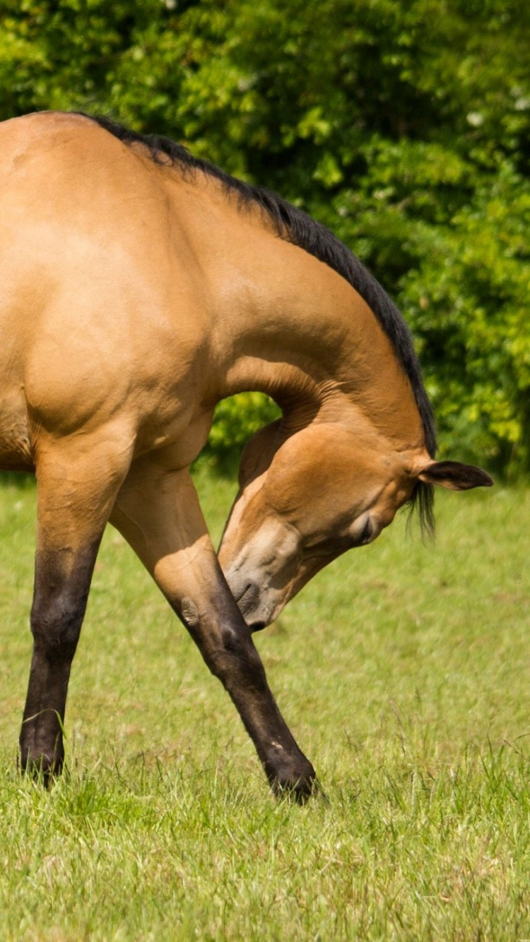 Cheval Brun Sur Terrain D'herbe Verte Pendant la Journée. Wallpaper in 750x1334 Resolution
