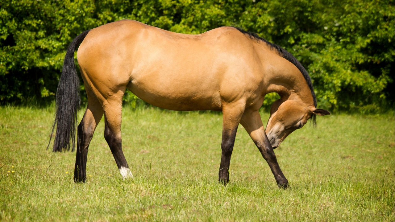 Brown Horse on Green Grass Field During Daytime. Wallpaper in 1280x720 Resolution