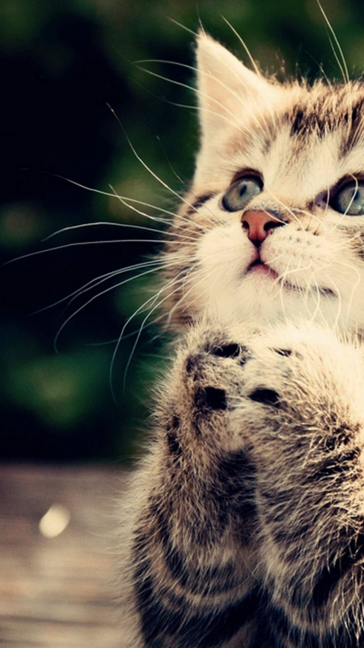 Brown Tabby Kitten on Brown Wooden Table. Wallpaper in 750x1334 Resolution