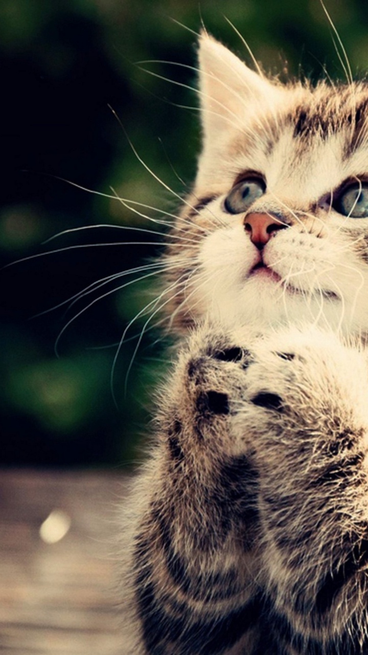 Chaton Tabby Brun Sur Une Table en Bois Marron. Wallpaper in 720x1280 Resolution