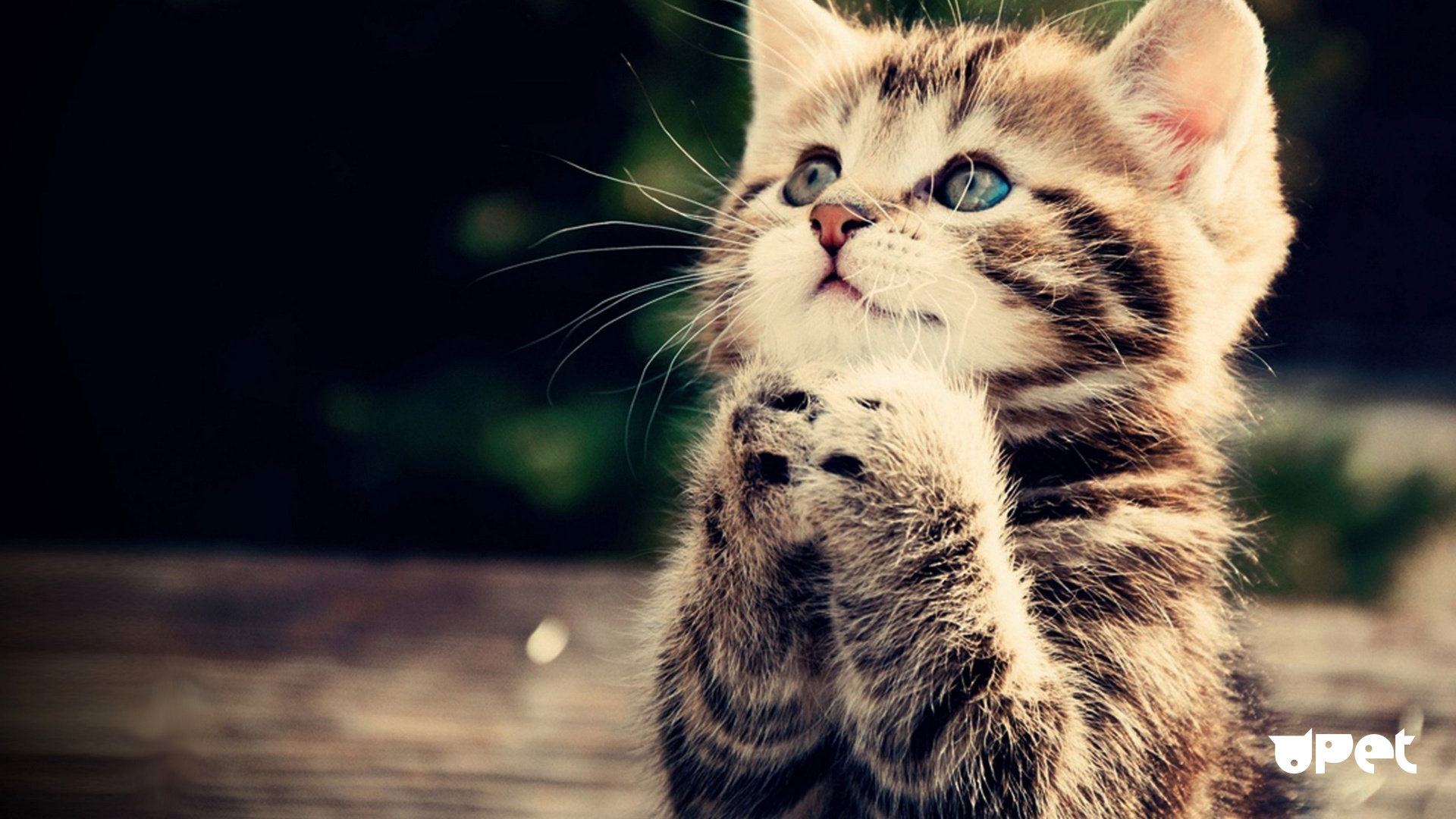 小猫, 黑色的猫, 鼻子, 胡须, 猫科 壁纸 1920x1080 允许