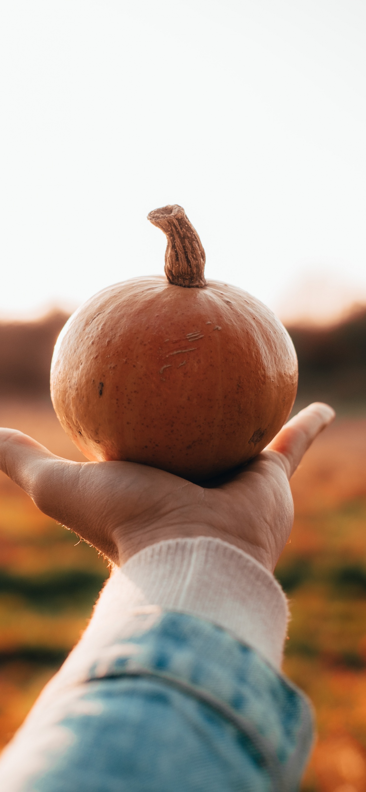 Halloween, Person Holding a Pumpkin, Pumpkin, Squash, Winter Squash. Wallpaper in 1242x2688 Resolution