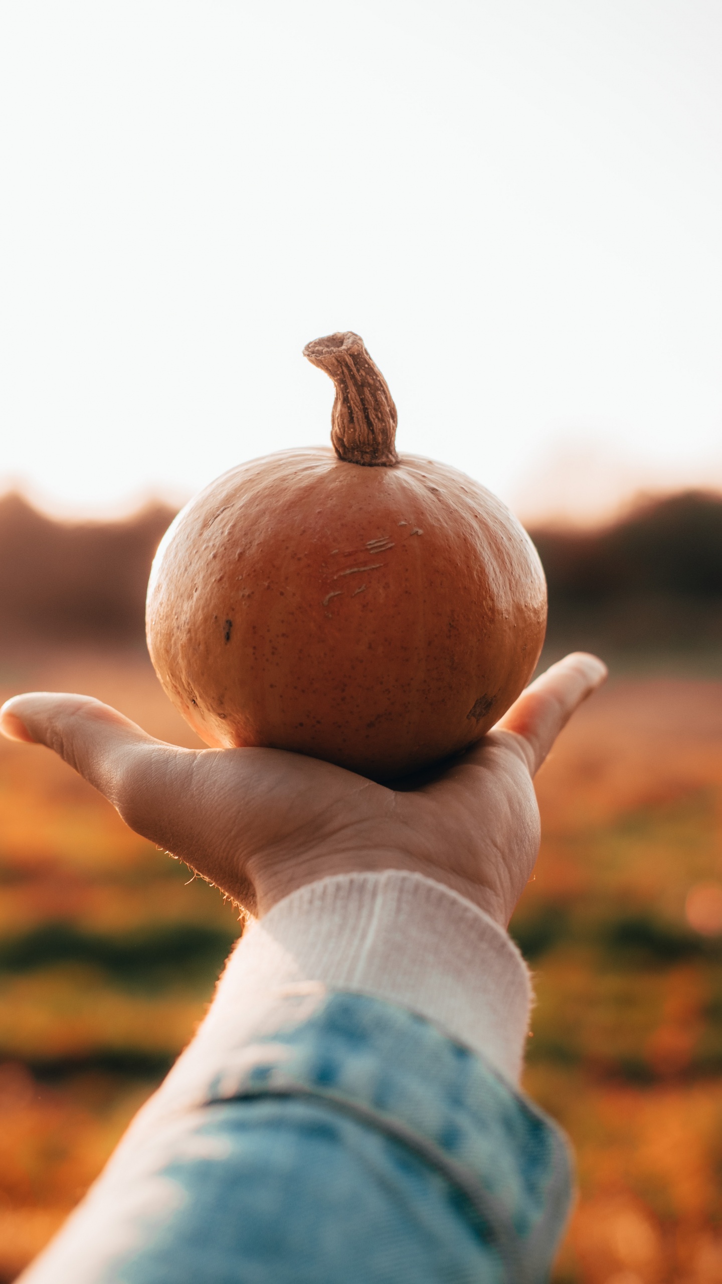 Halloween, Persona Sosteniendo Una Calabaza, Calabaza, Calabaza de Invierno, Alimento. Wallpaper in 1440x2560 Resolution