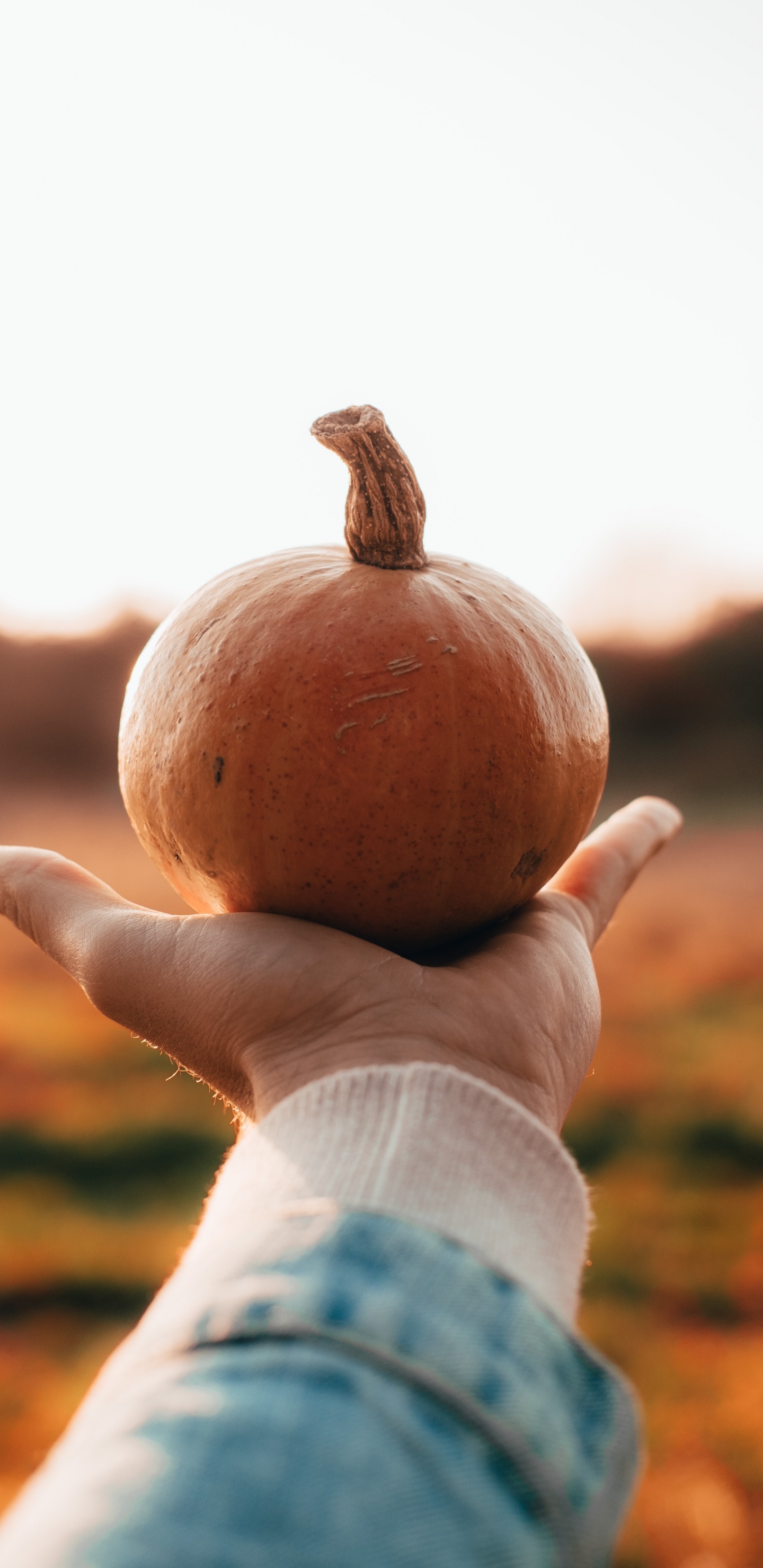 Halloween, Persona Sosteniendo Una Calabaza, Calabaza, Calabaza de Invierno, Alimento. Wallpaper in 1440x2960 Resolution