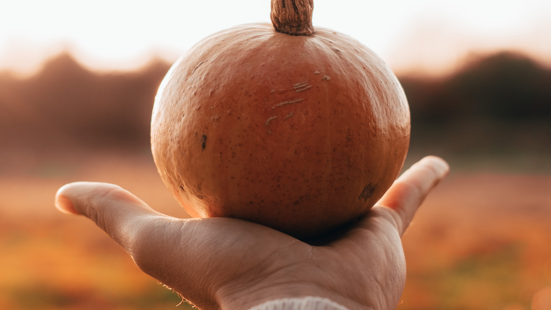 Halloween, Personne Tenant Une Citrouille, Citrouille, Courge, Les Courges D'hiver. Wallpaper in 1920x1080 Resolution