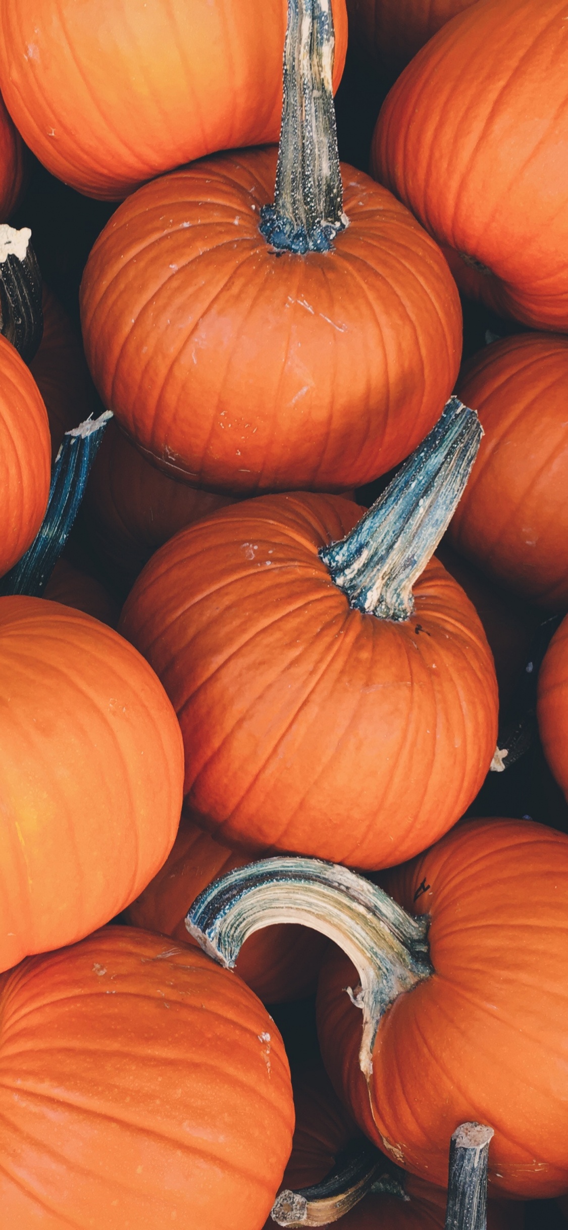 Citrouilles Oranges Sur Fond Marron. Wallpaper in 1125x2436 Resolution
