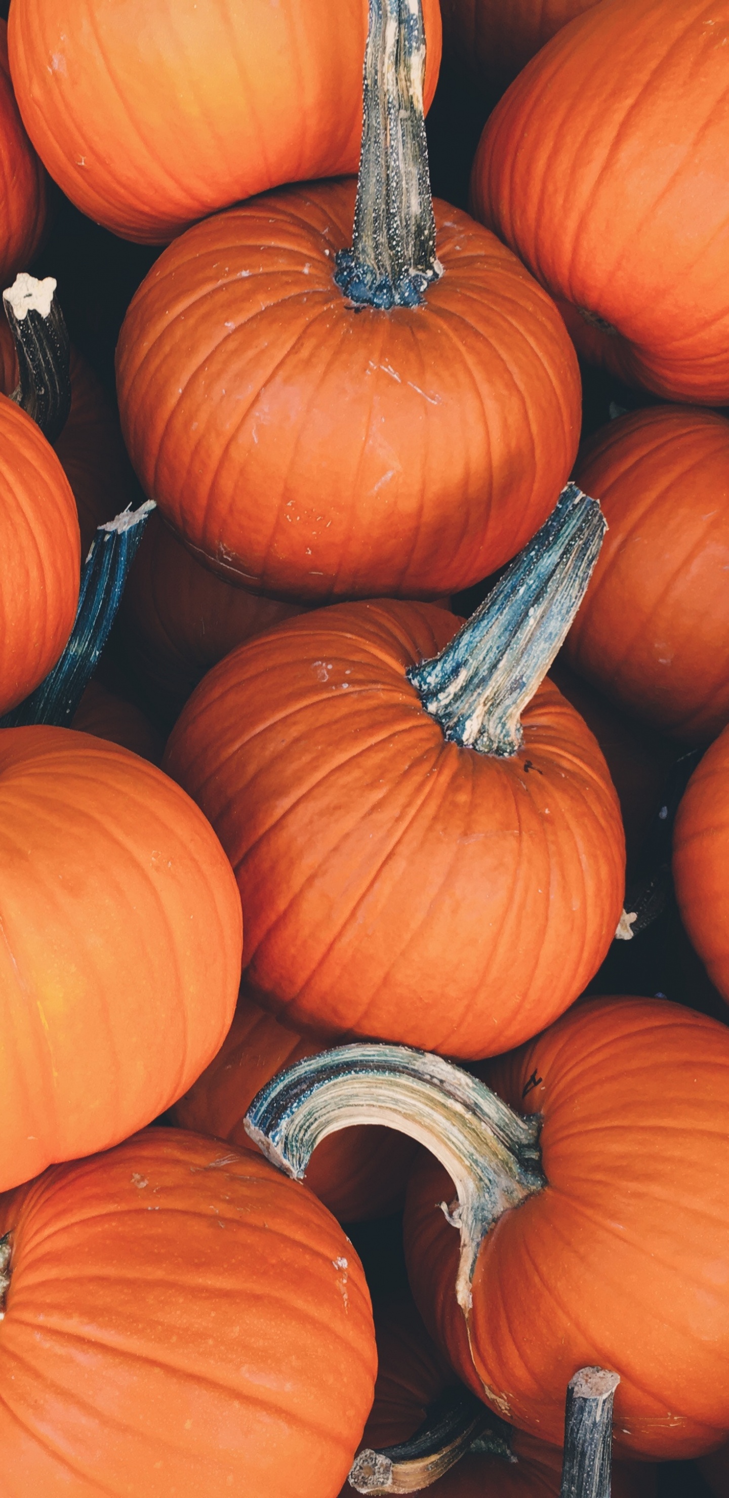 Orangefarbene Kürbisse Auf Braunem Grund. Wallpaper in 1440x2960 Resolution