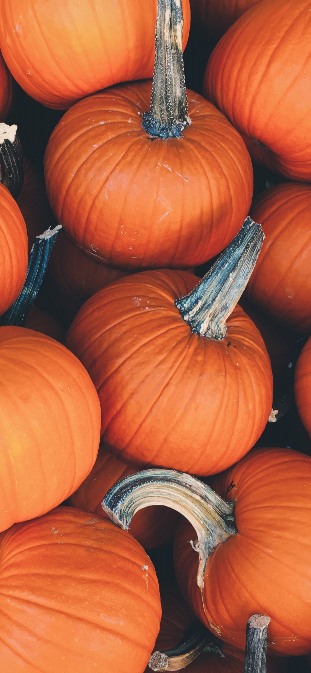 Orange Pumpkins on Brown Ground. Wallpaper in 1242x2688 Resolution