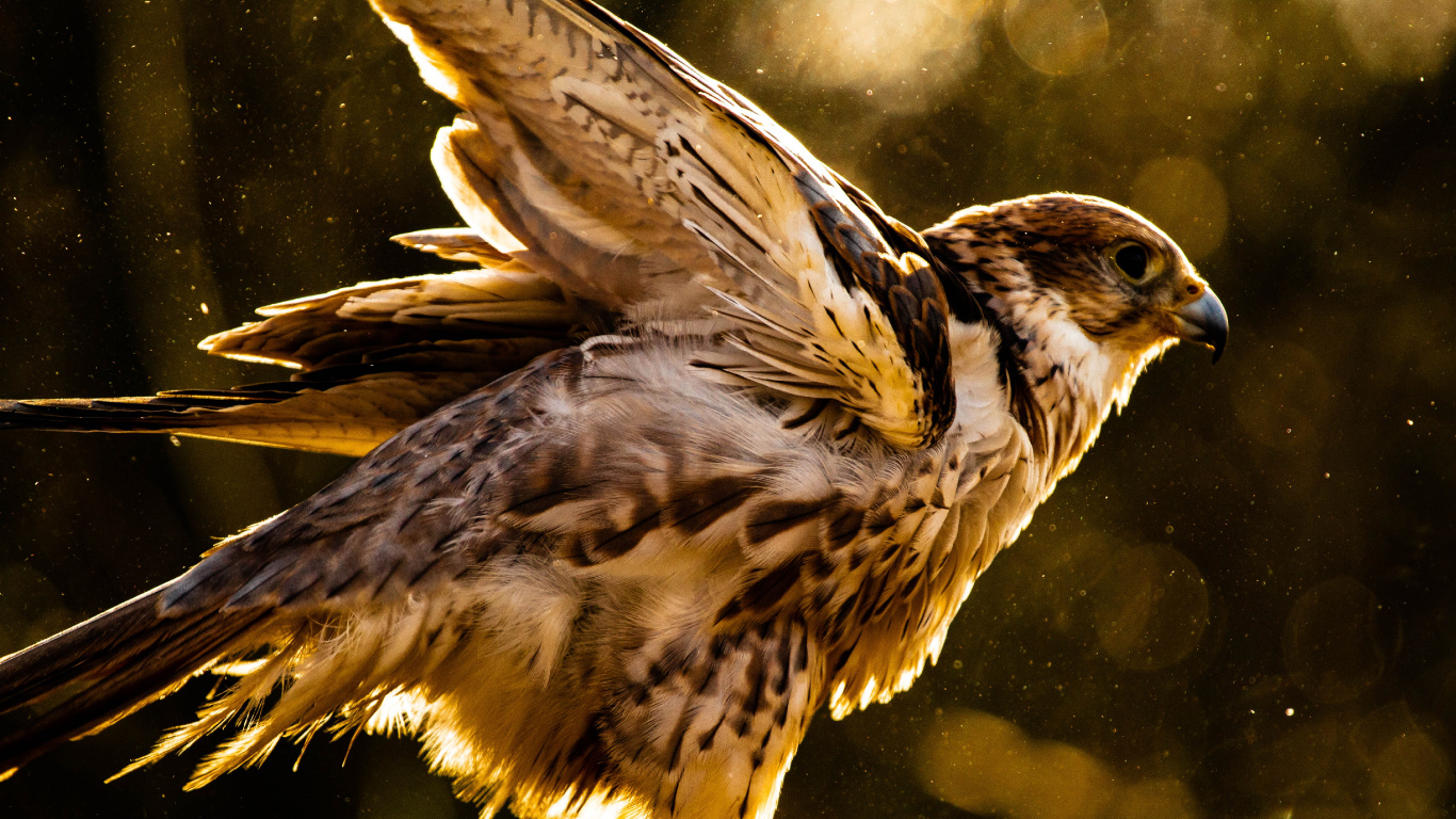 Oiseau Brun et Blanc Sur Une Branche D'arbre. Wallpaper in 1366x768 Resolution
