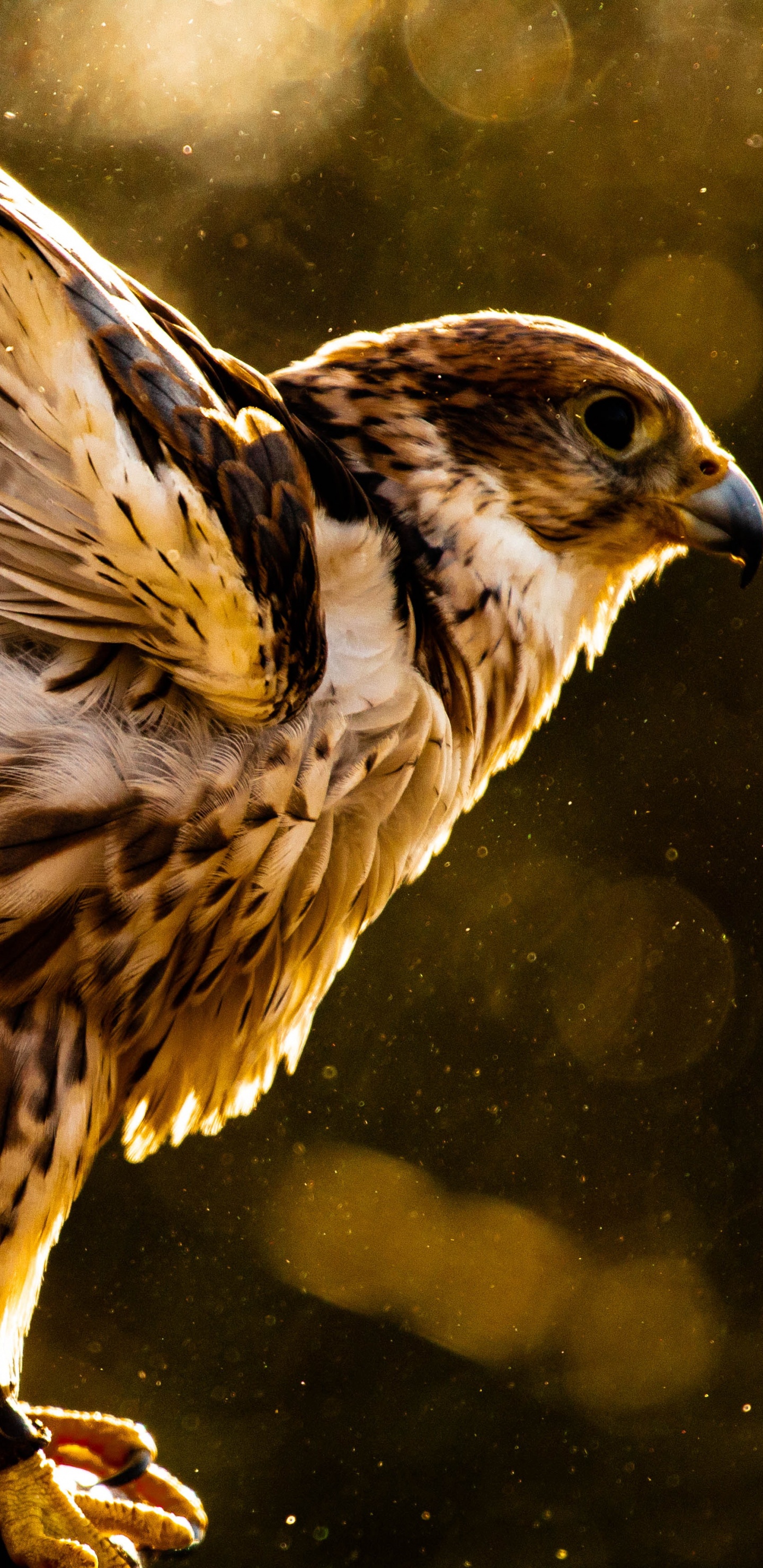 Oiseau Brun et Blanc Sur Une Branche D'arbre. Wallpaper in 1440x2960 Resolution