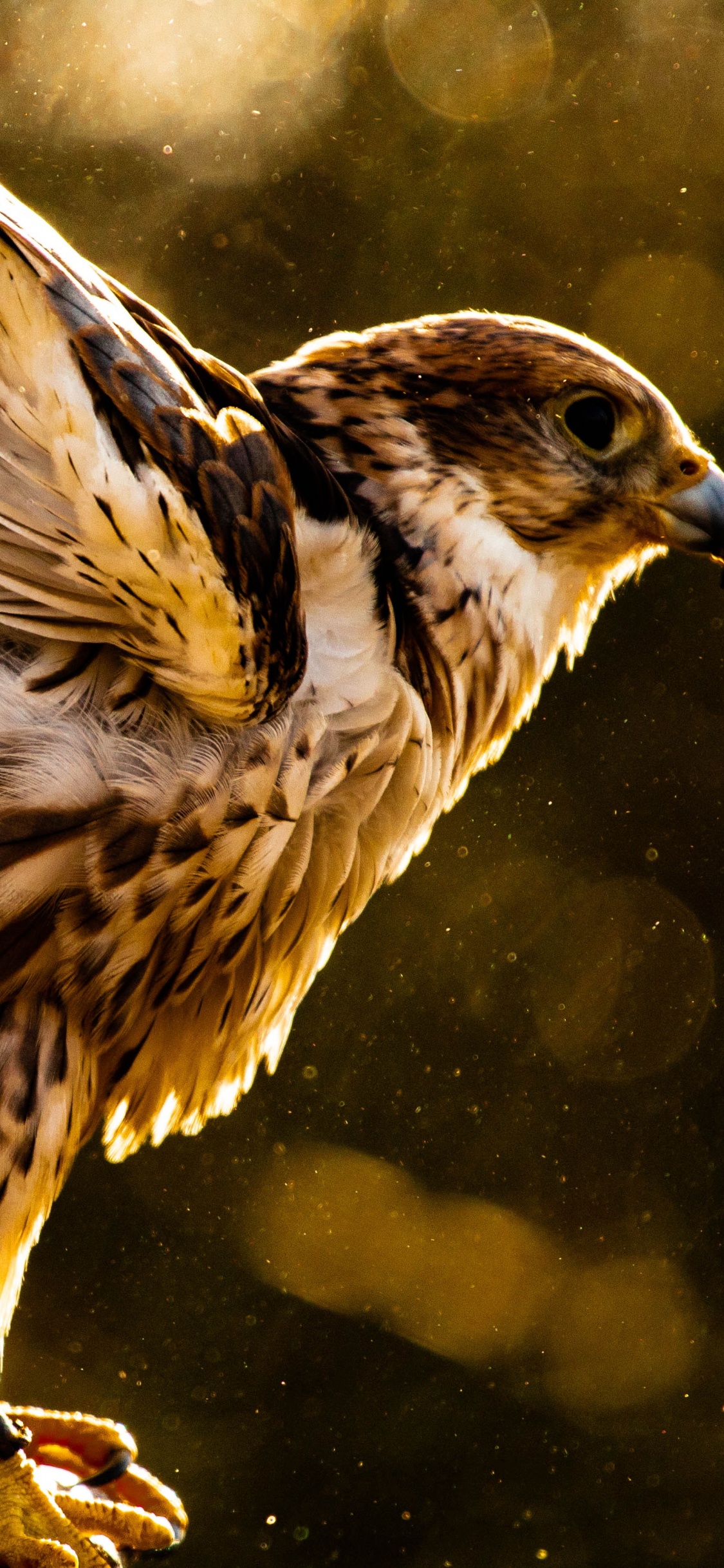 Pájaro Marrón y Blanco en la Rama de un Árbol. Wallpaper in 1125x2436 Resolution