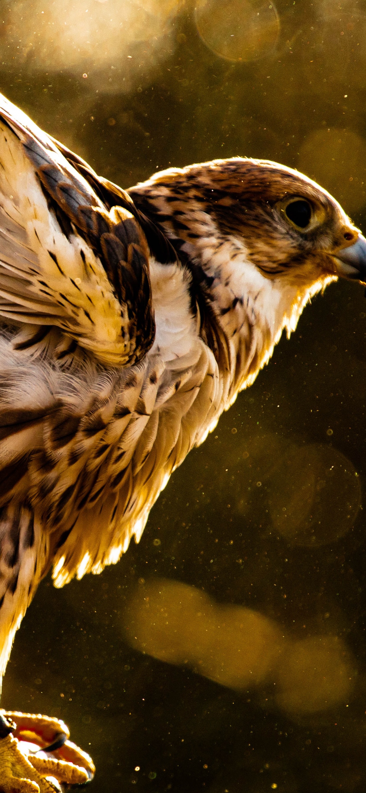 Brauner Und Weißer Vogel Auf Ast. Wallpaper in 1242x2688 Resolution